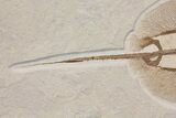 Rare, Fossil Stingray (Heliobatis) - Wyoming #137914-3